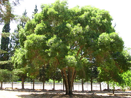 מילה סורית פרי בוסר