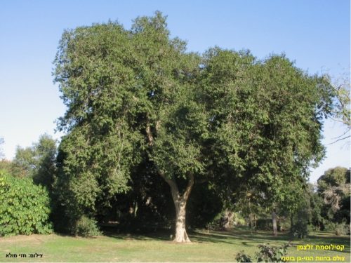 קסילוסמת זלצמן מופע צמח עלים