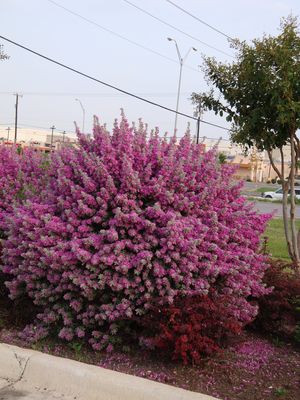 לבן עלה שיחני - קומפקטי