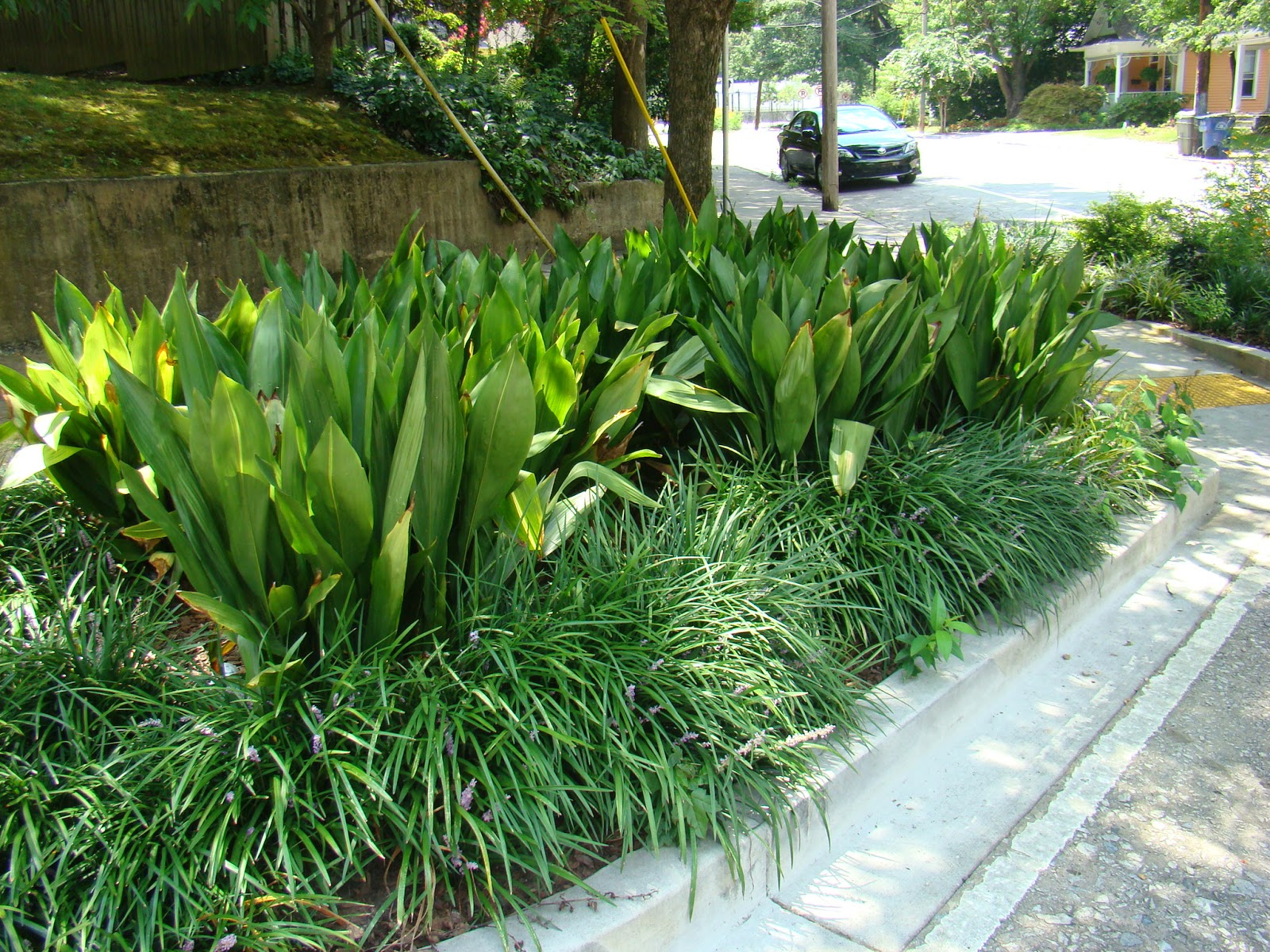 Piante ghisa backyardgardenlover planting gardeningknowhow ilgiardino Cast iron plant drooping