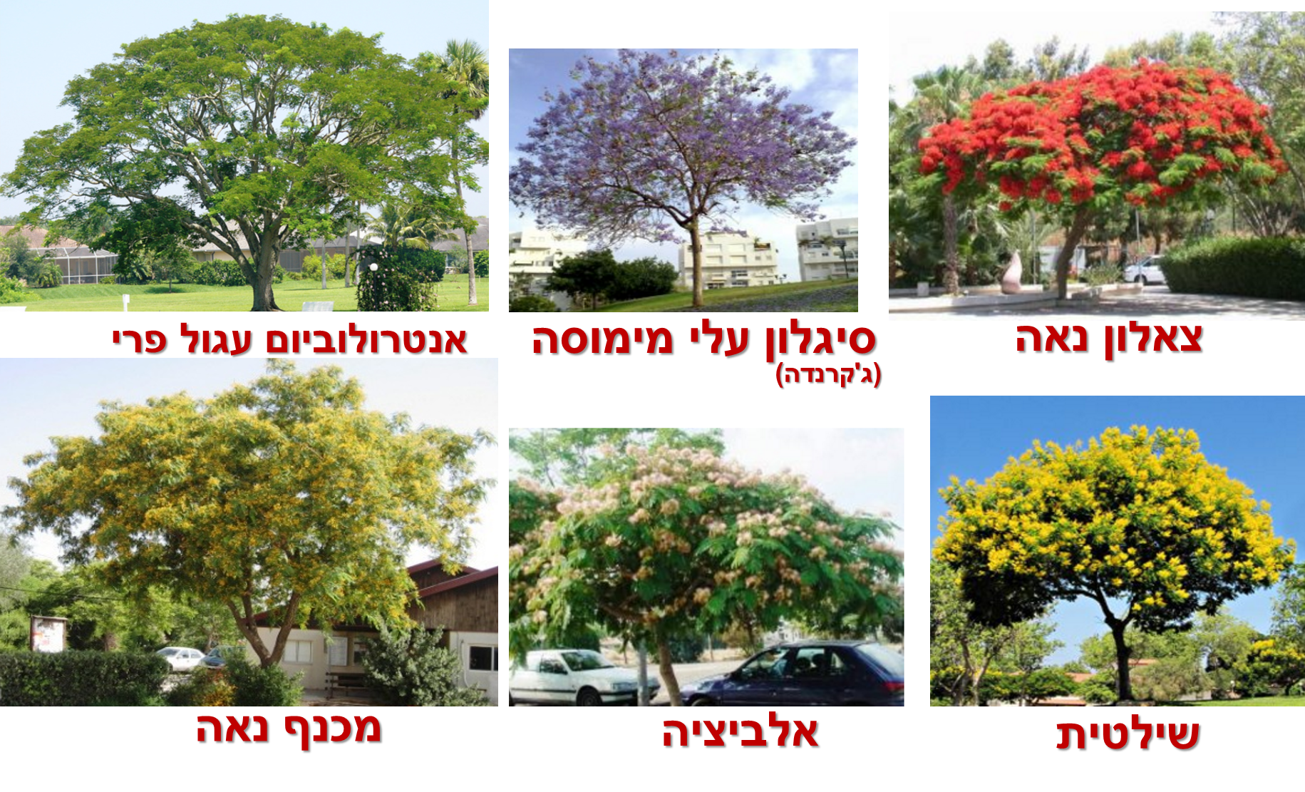 השוואות בין עצים פופולרים בעלי עלווה דומה- תמונות העצים