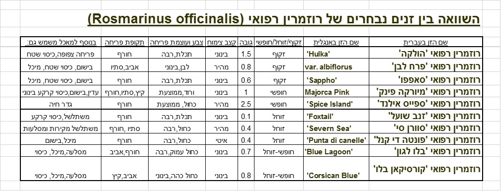 רוזמרין רפואי טבלת הבדלים בין זנים