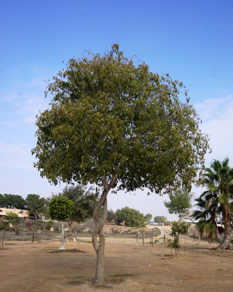 סביבון
