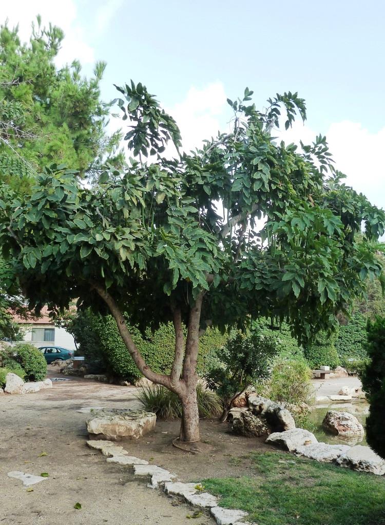 סנת האבוב