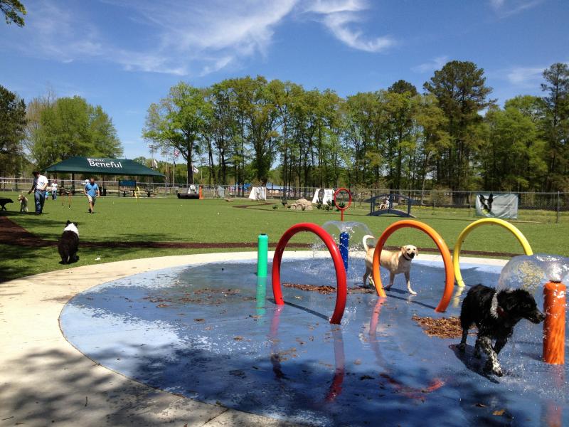 אלמנט מים לכלבים beneful dream dog park at veterans park