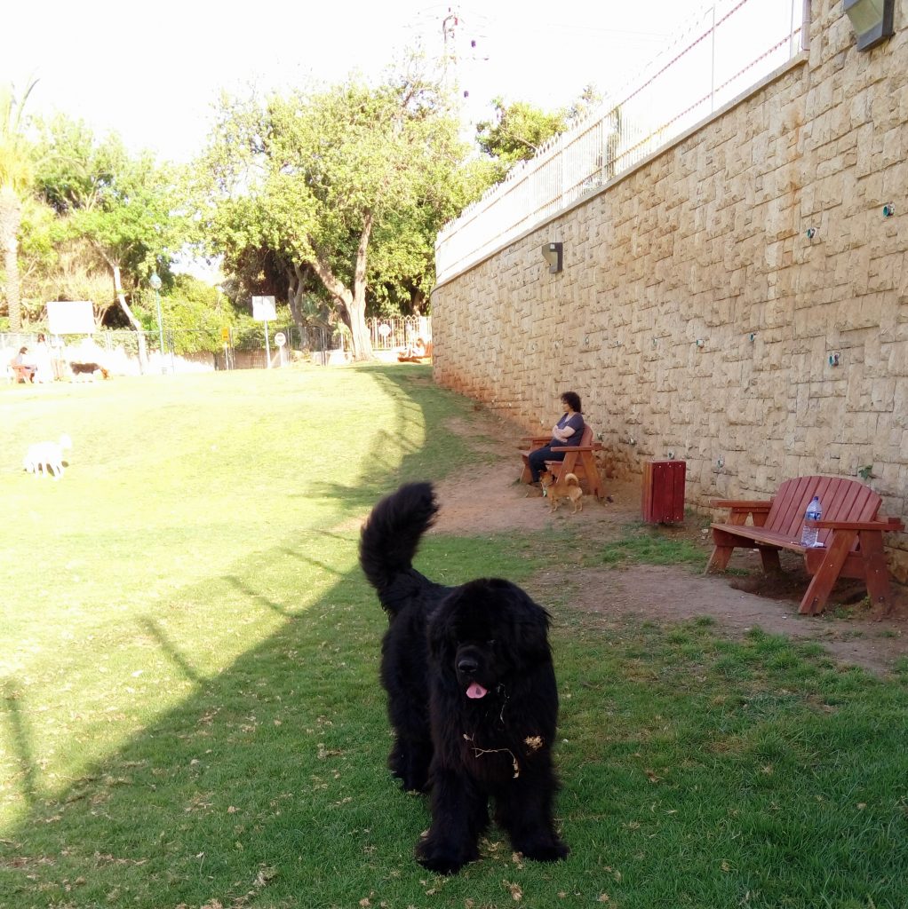 קיר בגן